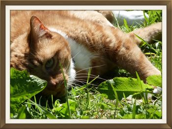 Close-up of a cat resting on grass