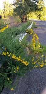 High angle view of yellow flowering plants by road