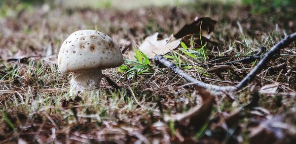 Close-up of mushrooms on field