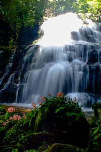 Scenic view of waterfall in forest