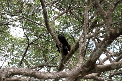 Low angle view of monkey sitting on tree