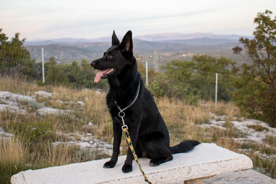 Black dog looking away while sitting outdoors