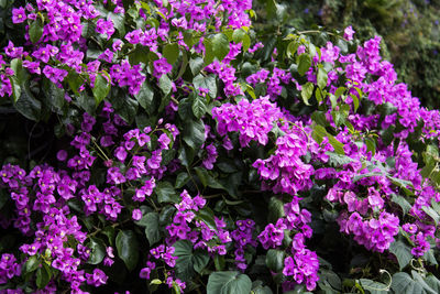 High angle view of pink flowering plants