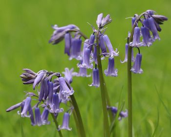 Close-up of purple lavender flowers