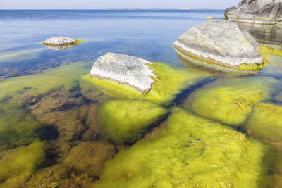 Green plants on underwater rocks