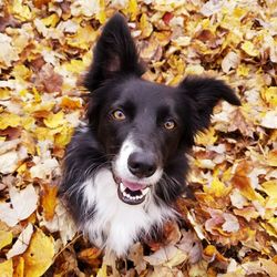 Portrait of dog on dry leaves during autumn