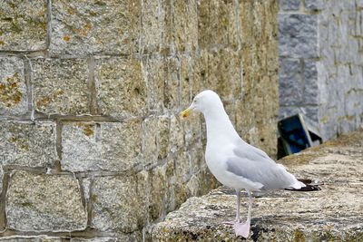 Seagull perching on wall