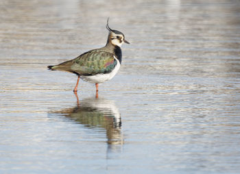 Lapeing perching on lake