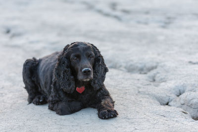 Portrait of dog sitting on land