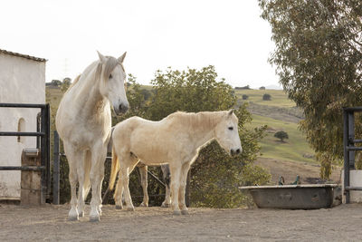 Beautiful unicorn horse nature