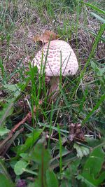 Close-up of mushroom growing on land