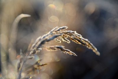 Close-up of wilted plant on field