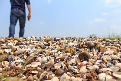 Close-up of seashells with person in background against sky