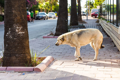 Full length of a dog on footpath