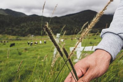 Close-up of hand holding wheat in field