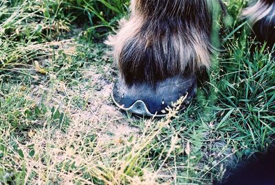 Close-up of horse on field