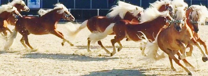 Horse standing on field