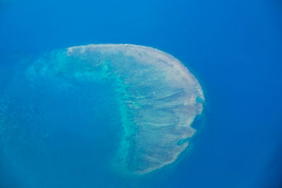 Jellyfish in sea