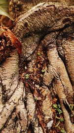 Close-up of tree trunk