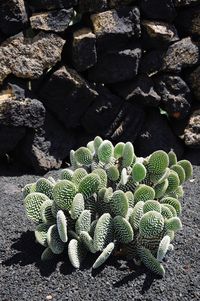 High angle view of cactus growing on field