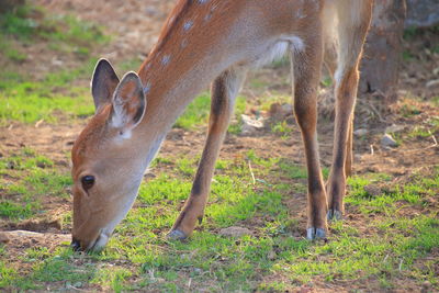 It's a peaceful scene of a formosan deer grazing.