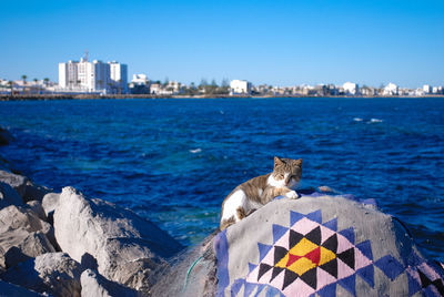 A cat is lying and relaxing in a scenic view of sea and cityscape against sky