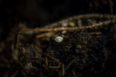 Snail shell on field