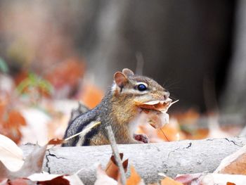 Close-up of chipmunk gathering leaves