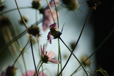 Close-up of insect on flower