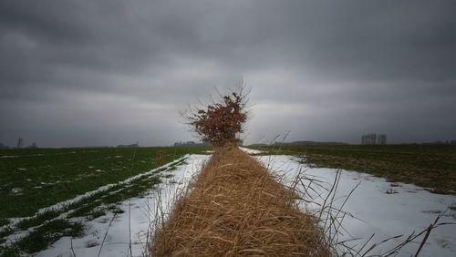 Scenic view of agricultural field against sky