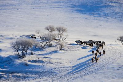 Horses walking on snow covered landscape