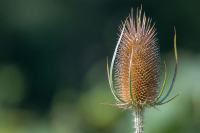 Close-up of wilted plant on field