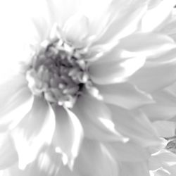 Close-up of white flowers