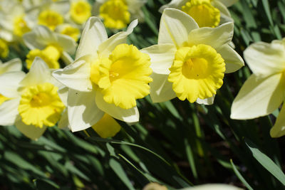 Close-up of yellow flowers