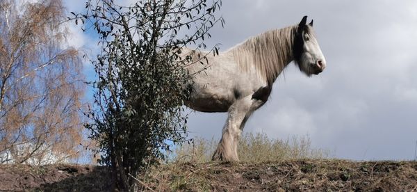 Horse in a field