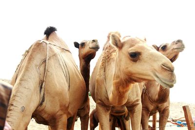 Close-up of horse against clear sky