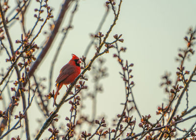 Low angle view of cardinal bird perching on branch