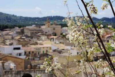 High angle view of flowering plants and houses against sky