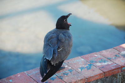 Close-up of bird perching on railing