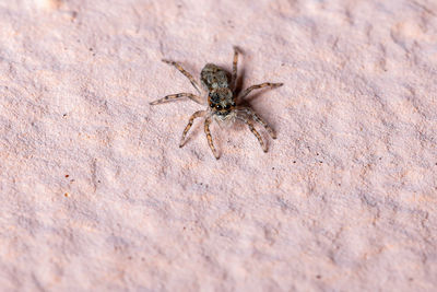 High angle view of spider on sand