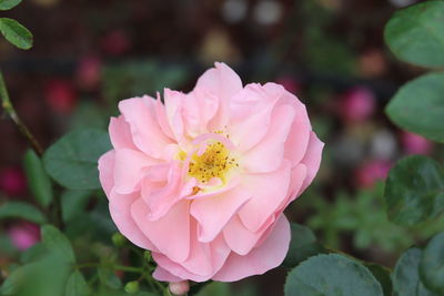 Close-up of pink rose