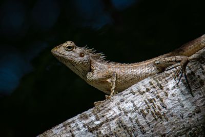 Close-up of a lizard on rock