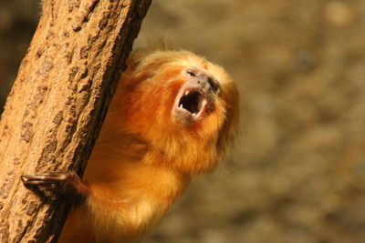 Close-up of a dog on tree trunk