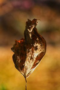 Close-up of dried plant against blurred background