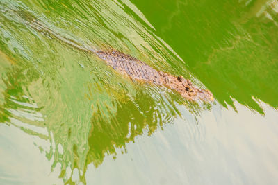 High angle view of plant by lake