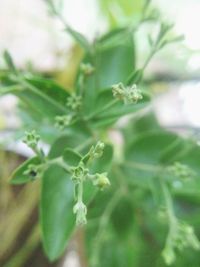 Close-up of fresh green plant