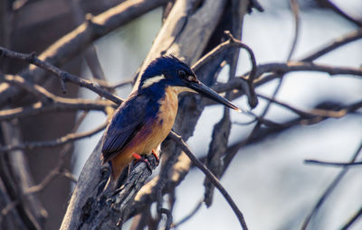 Close-up of azure kingfisher perching on bare tree