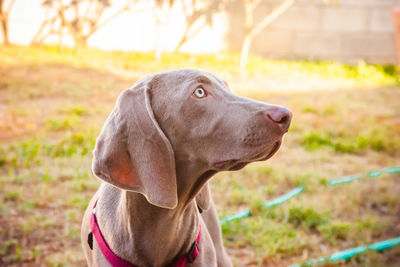 Close-up of dog on field