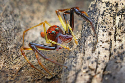 Close-up of insect on rock