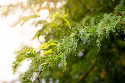 Close-up of fresh green leaves